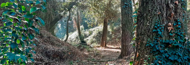bosc-de-ribera.jpg