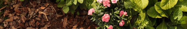 jardineria-panoramica.jpg